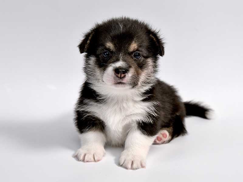 New Puppy Or Kitten?