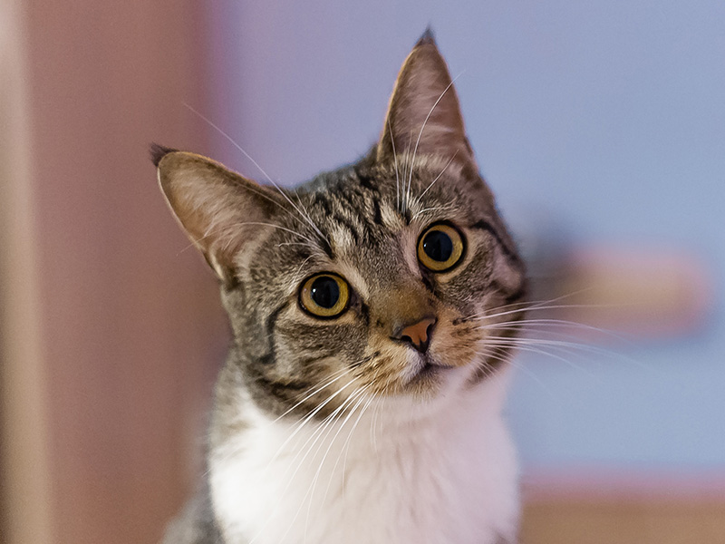 Register Your Pet Today